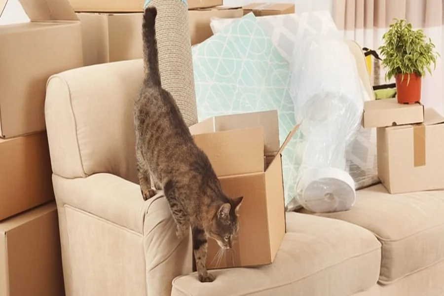 Pet Stress