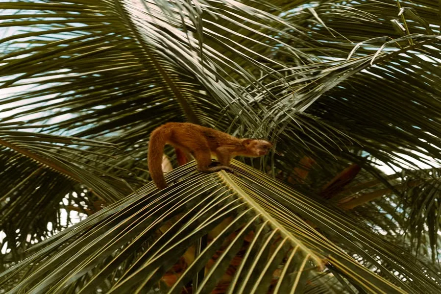 Punta Cana